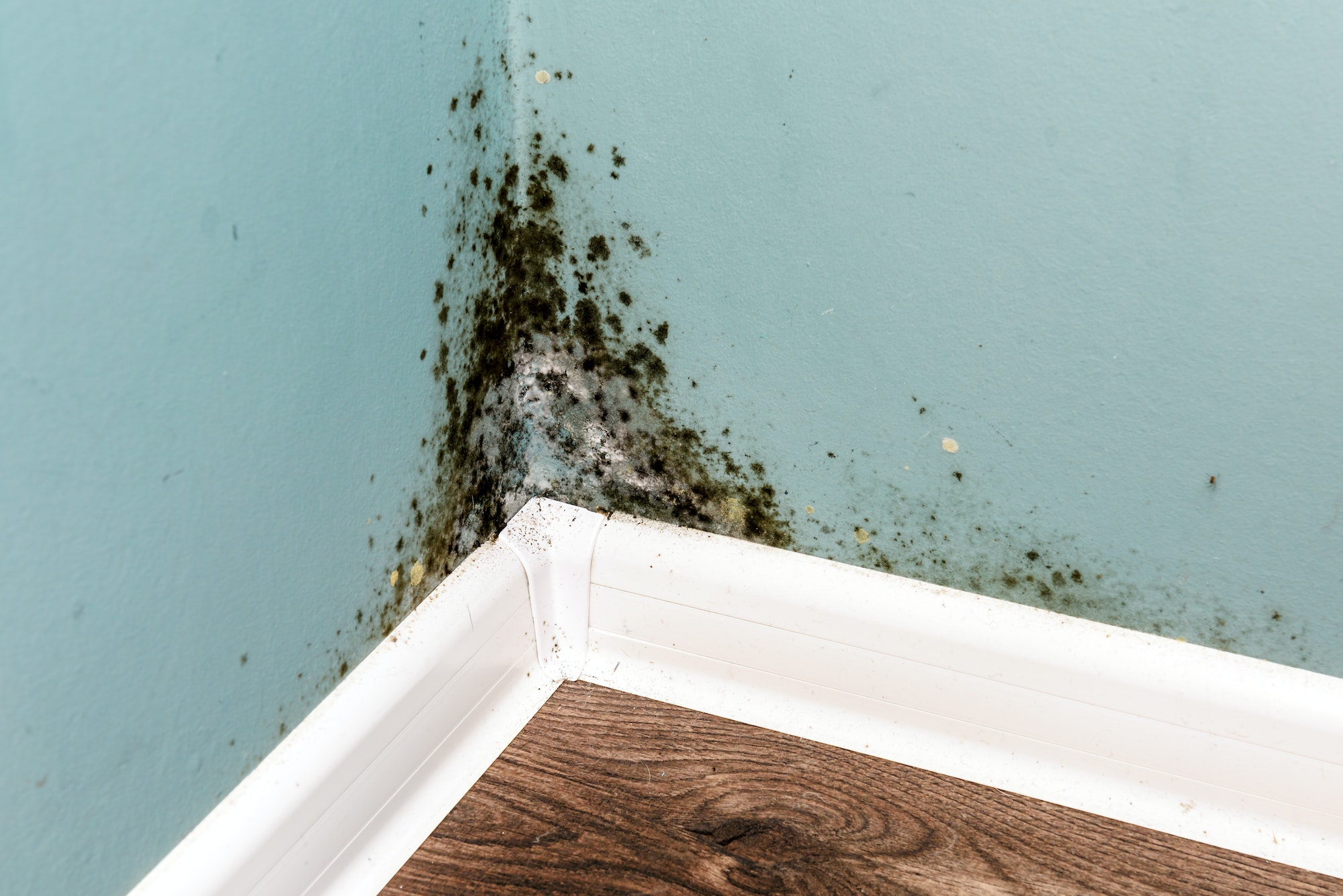 Black mold on wall closeup. Call us at 239-200-2474 for fast mold cleaning in Tampa, Saint Petersburg, Naples and Sarasota, FL