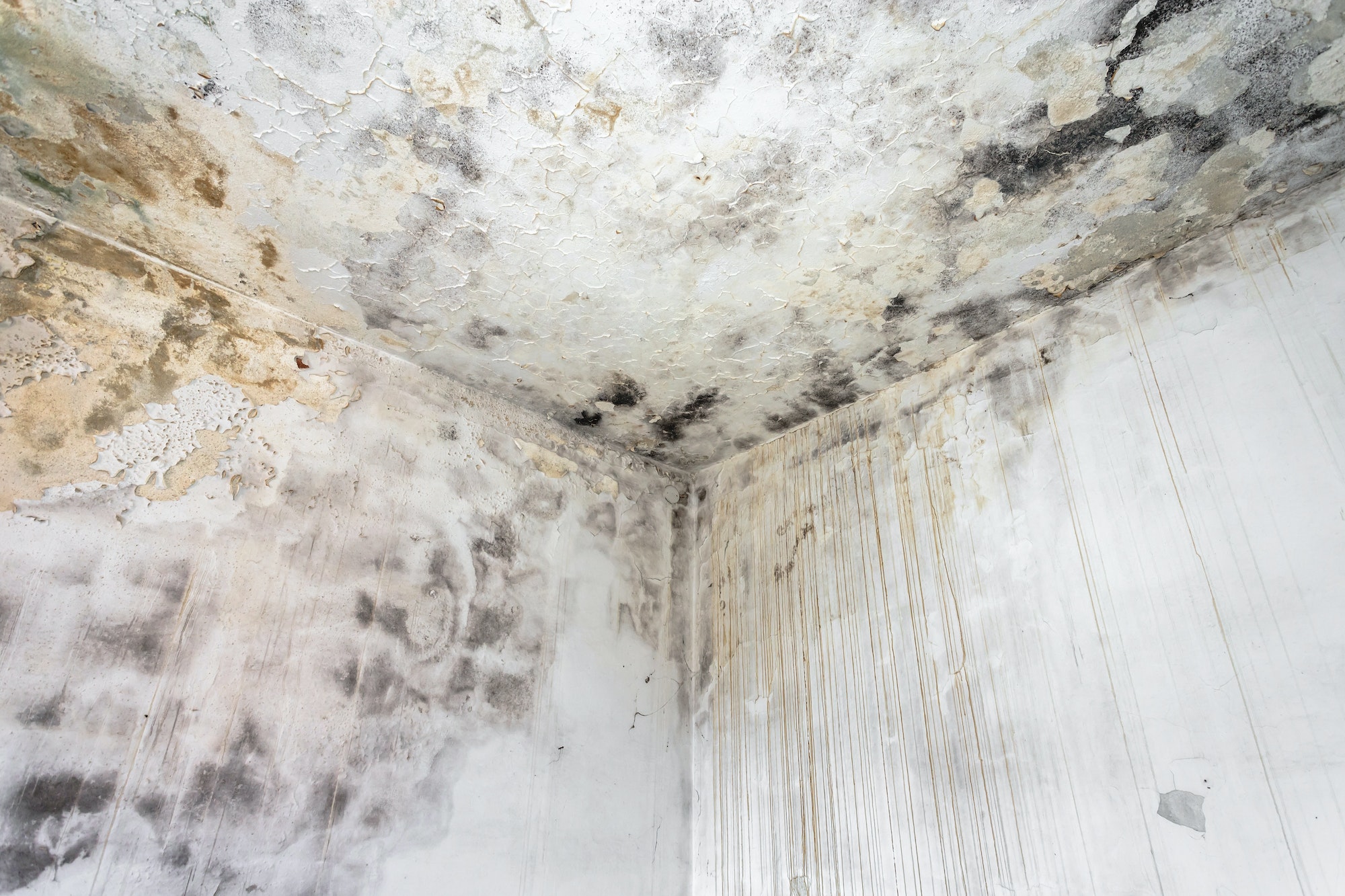 Fungal growth on interior wall. we perform mold inspection, mold testing and remediation in Tampa, Naples, Clearwater and Sarasota, FL